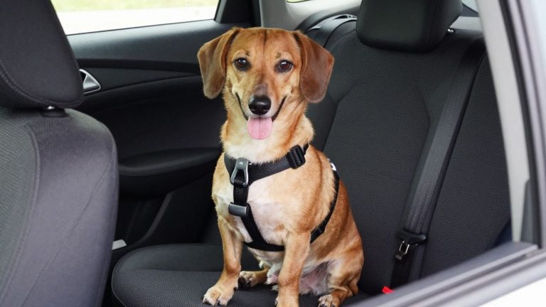 Dog in car safety harness on the back seat for secure transport.